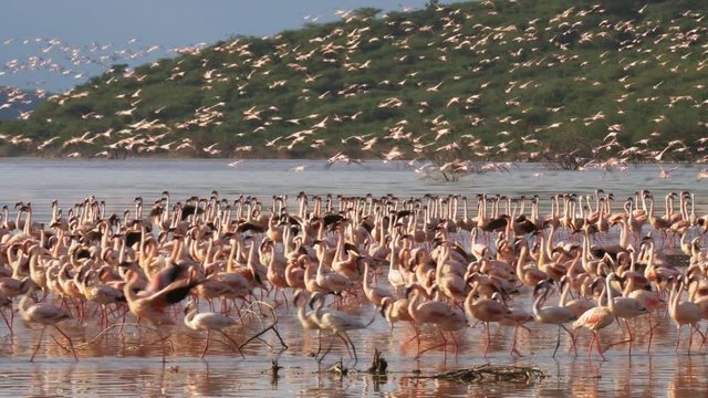 a flock of pink flamingos taking flight at lake bogoria, kenya