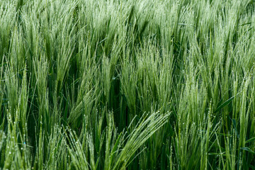 Close up of a green barley with dew drops