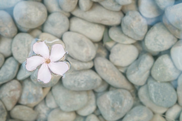 Fototapeta na wymiar Closeup fallen flower float on water with blurred stone floor in the garden with copy space
