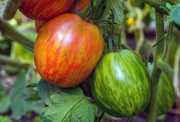 Ripe and green tomatoes on a bush. Striped variety of tomatoes.