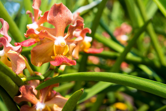 Udon Sunshine Orchid : Fragrance Orchid of Thailand
