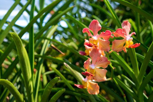 Udon Sunshine Orchid : Fragrance Orchid of Thailand