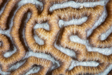 Abstract of Coral Colony on Healthy Reef