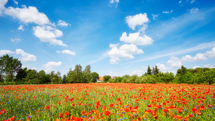 Poppy meadow with the blue sky