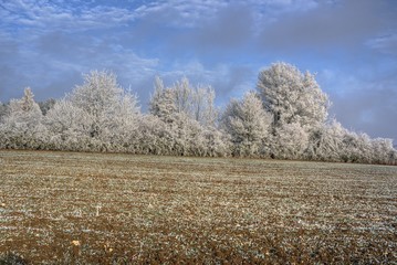 Winterimpression Wald und Feld