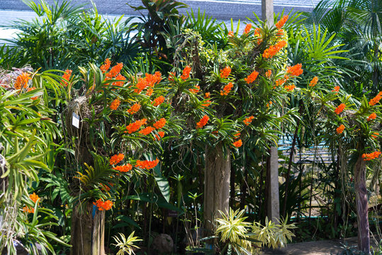 Orange orchids ascocenda with branches, the bloom, Ascocenda jakkrit oranges
