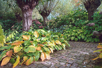 Row pollard willows in the garden