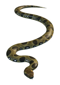 3D Rendering Green Anaconda on White