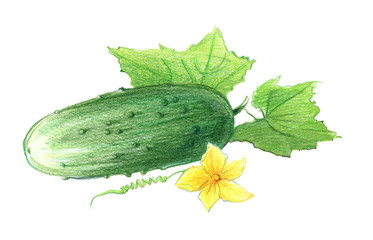 Cucumber with leaves and a flower. Drawing with colored pencils, isolated on white background