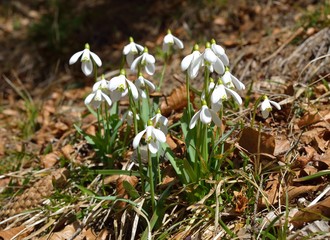 Spring snowdrop flowers