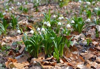 spring snowflake flowers