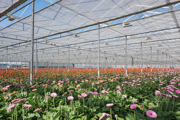 Growing gerberas in a large greenhouse in the Netherlands