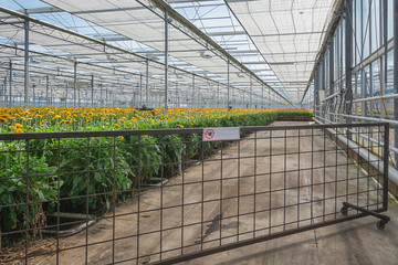 Growing gerberas in a large greenhouse in the Netherlands