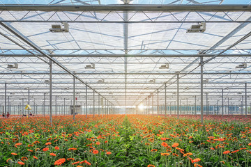 Growing gerberas in a large greenhouse in the Netherlands