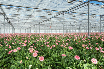 Growing gerberas in a large greenhouse in the Netherlands