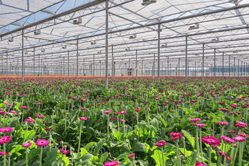 Growing gerberas in a large greenhouse in the Netherlands