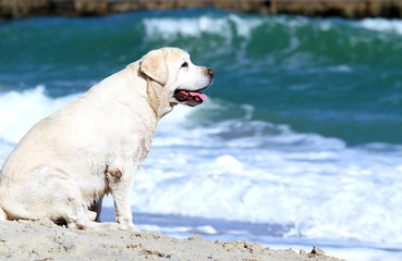 Obraz premium the yellow labrador playing at the sea portrait