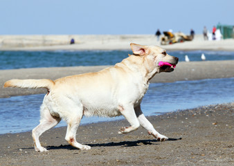 the yellow labrador running to the sea