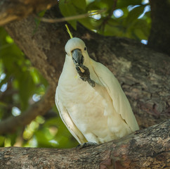 Sulphur-crested Cockatoo   Cacatua galerita