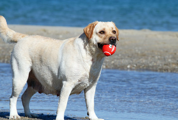 the yellow labrador playing at the sea