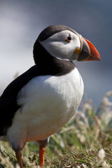 Puffins (Fratercula arctica) - Scotland