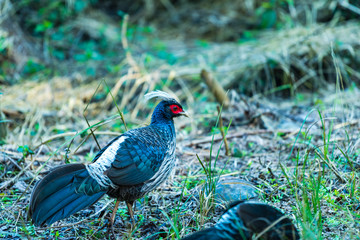Male Kalij pheasant
