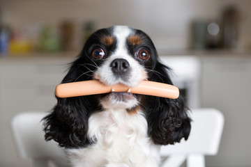 Dog with sausage