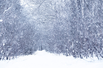 Winter snowy day in a beautiful forest