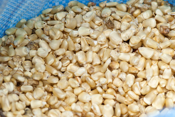 Corn seeds on market Guatemala. Zea mays.