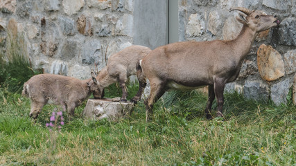 Famille de bouquetin