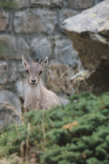 Bébé bouquetin 