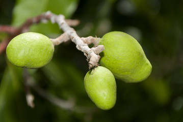 Obraz premium Green mangos on branch, Guatemala. Mangifera indica