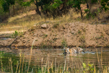 A wild tigress cub playing in water, Bandhavgarh National Park, India