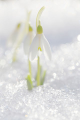 Obraz na płótnie Canvas The snowdrop grows against a background of white shiny snow. Template for greeting card.