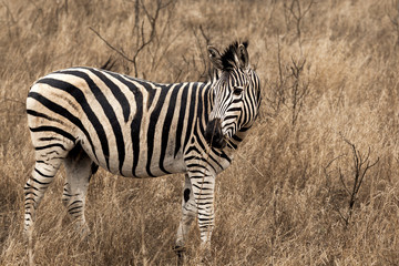 Zebra in Kruger Park South Africa