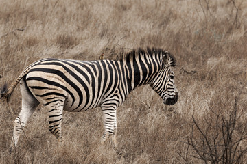 Fototapeta na wymiar Zebra in Kruger Park South Africa