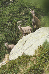 Famille de bouquetins