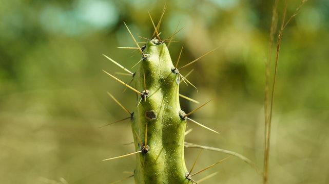 Cactos Humanos 
