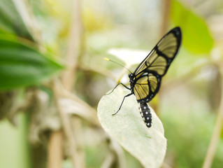 Transparent Butterfly