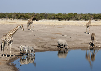 Fototapeta na wymiar African wildlife at a waterhole in Namibia