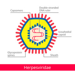 Herpesviridae. Classification of viruses. Vector biology icons, medical virus icons.