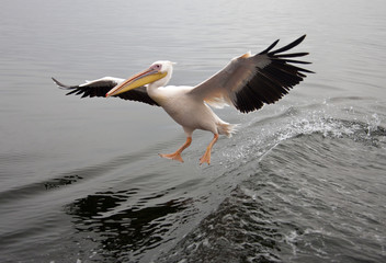 Fototapeta na wymiar Great White Pelican - Namibia