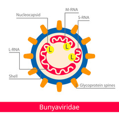 Bunyaviridae. Vector biology icons, medical virus icons.