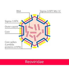 Reoviridae. Classification of viruses. Vector biology icons, medical virus icons.