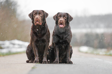 Zwei junge süße braune labrador retriever hund welpen sitzen lustig und aufgeregt nebeneinander