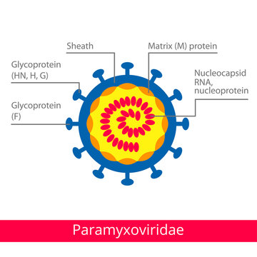 Paramyxoviridae. Classification of viruses. Vector biology icons, medical virus icons.