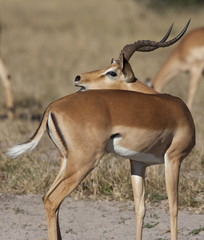 Naklejka na ściany i meble Male Impala - Savuti region of Botswana