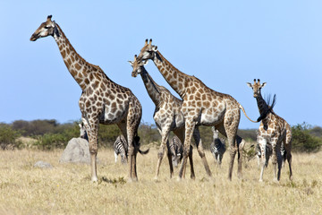 Naklejka na ściany i meble Giraffe - Savuti region of Botswana