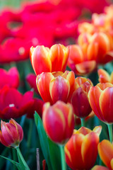 Tulips flowers beautiful bouquet of tulips , colorful flowers ,background wallpaper
