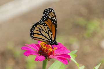 Monarch butterfly detail on flower in tropical area of Guatemala, Central America. Danaus plexippus.
